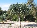 Dragon Tree / Dracaena draco